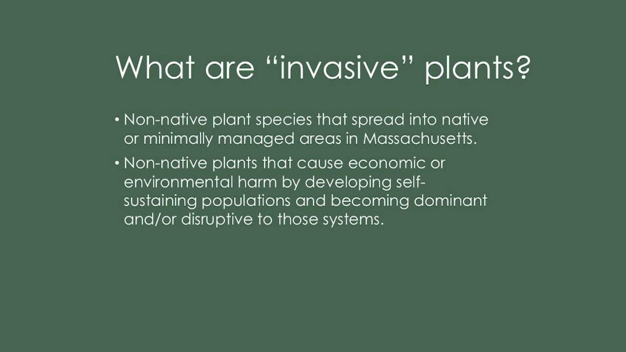 Invasive Plants Presentation at the PPL – 07-14-26